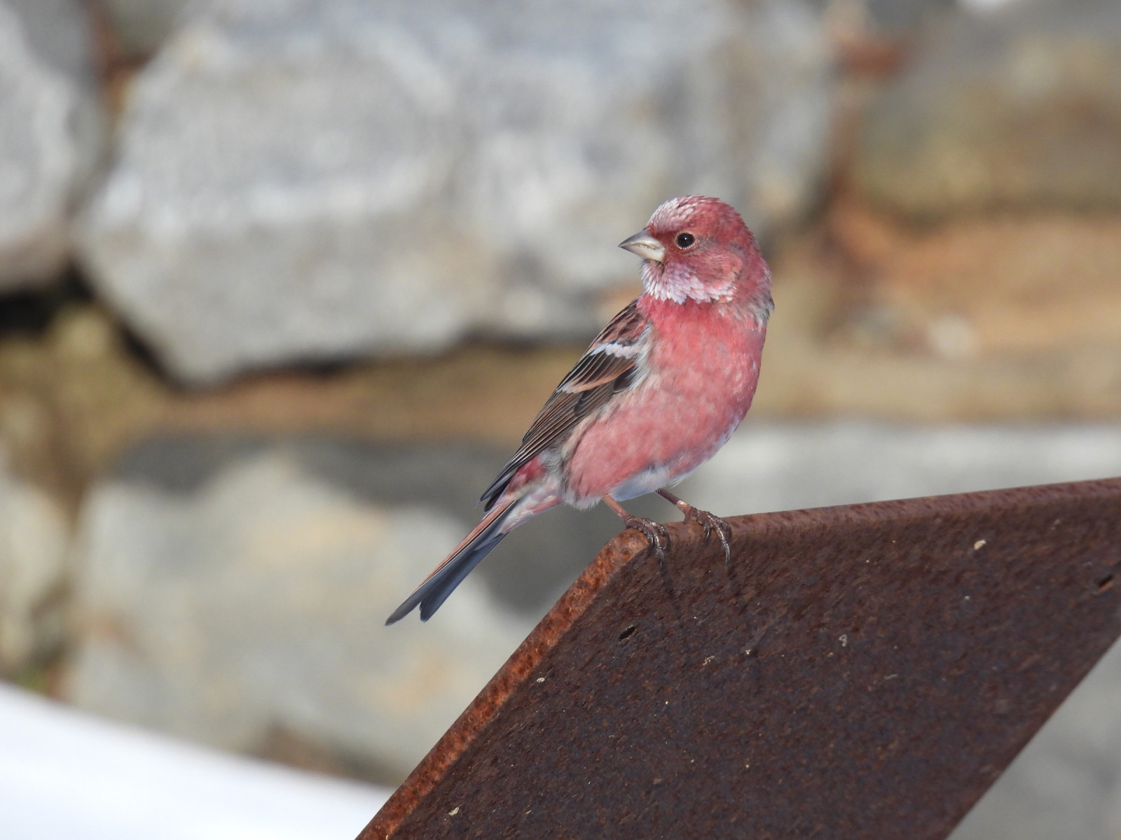 image Pallas's Rosefinch